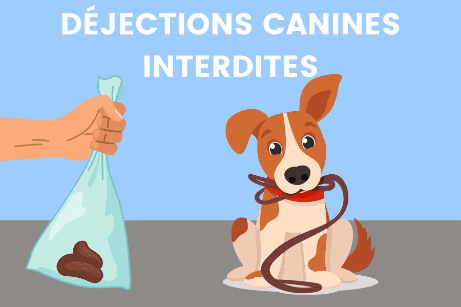 dejections canines